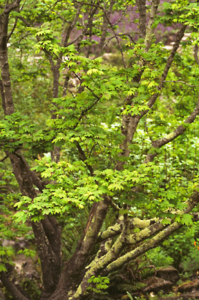 acer circinatum 1 graphic